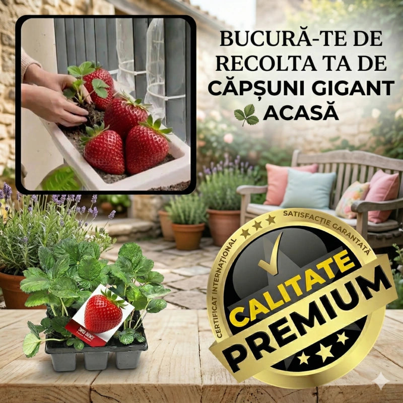 Răsad de Căpșune Gigant Extra-Dulci — RossoFrutto™