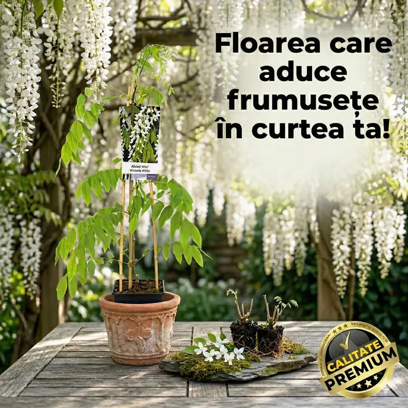 Glicină Căţărătoare cu Aromă Intensă — BlancVigne™